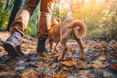 Top Pet-Friendly Things to Do in Wake Forest, NC